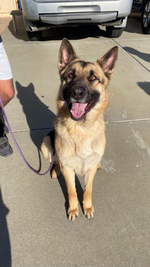 Enlarge TIGER, a Adoptable German Shepherd Dog in Pittsburg, CA image 2/2