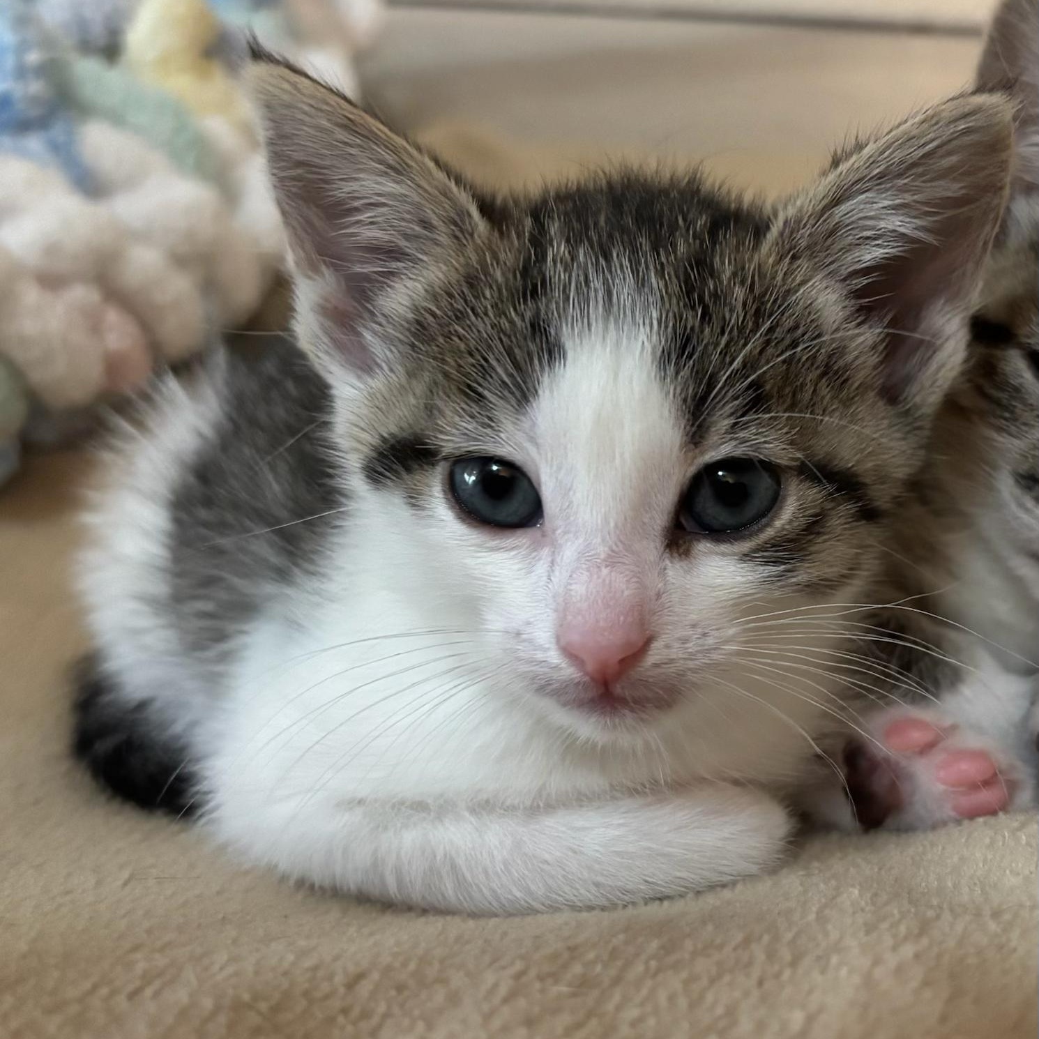 Nebula , adopted, Kitten Female Tabby.