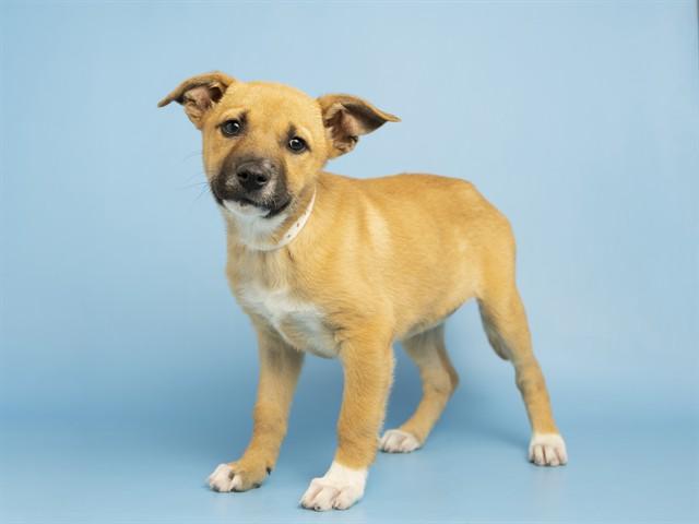 CLOVER, Adoptable, Puppy Female Dutch Shepherd & Parson Russell Terrier.