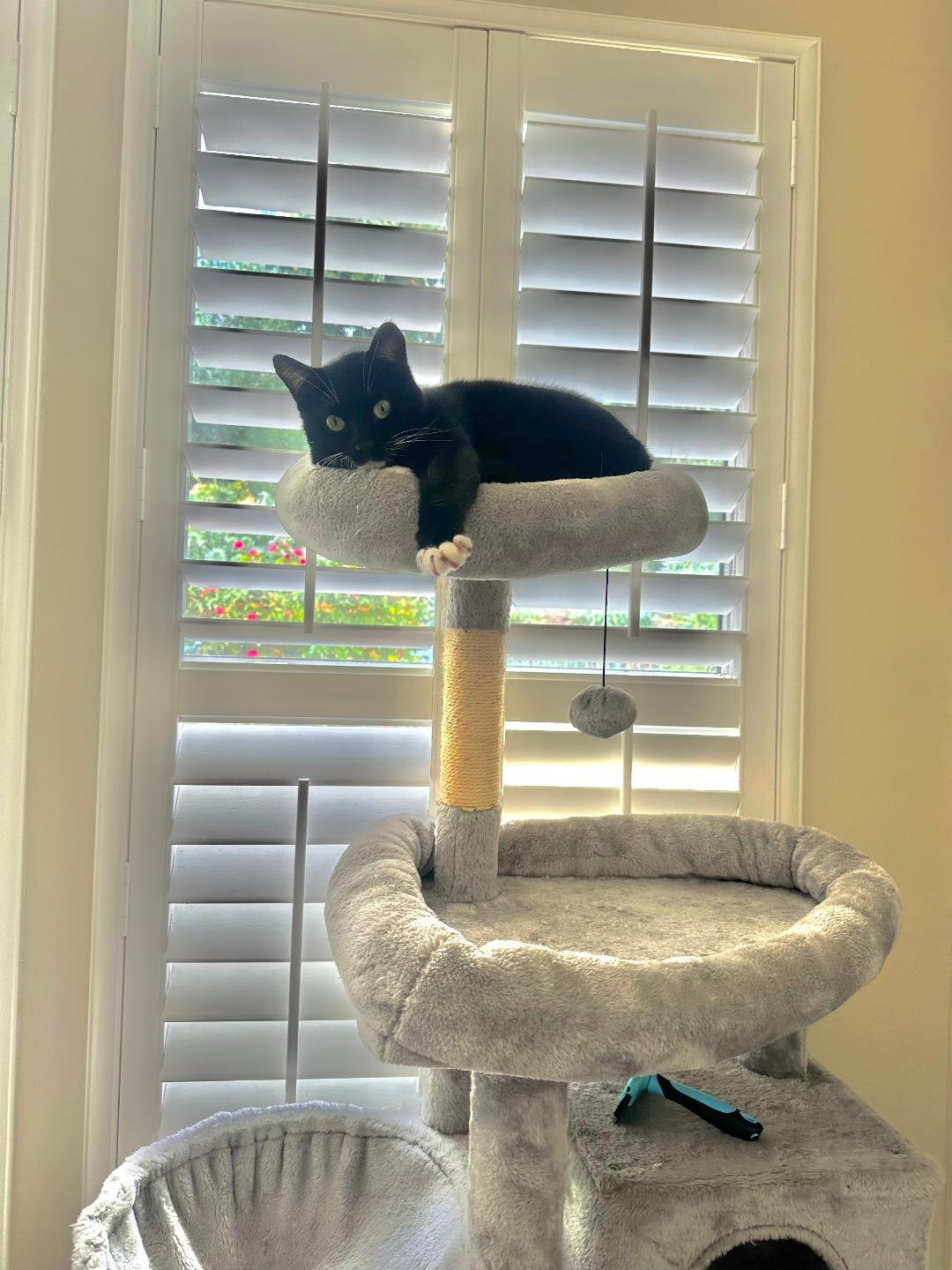 Enlarge Sparky, a ADOPTABLE Domestic Short Hair in Oceanside, CA image 6/6