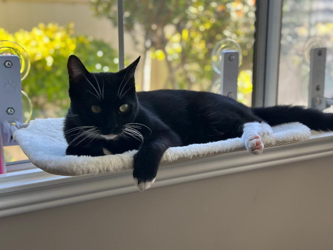 Enlarge Sparky, a ADOPTABLE Domestic Short Hair in Oceanside, CA image 3/6