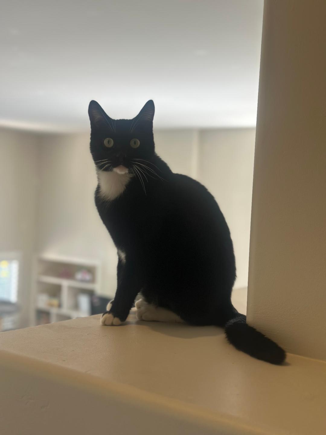 Enlarge Sparky, a ADOPTABLE Domestic Short Hair in Oceanside, CA image 2/6