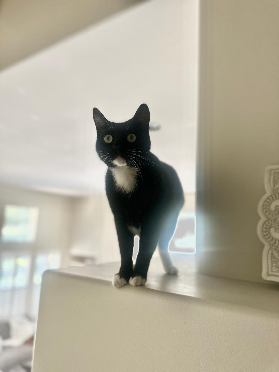 Enlarge Sparky, a ADOPTABLE Domestic Short Hair in Oceanside, CA image 5/6