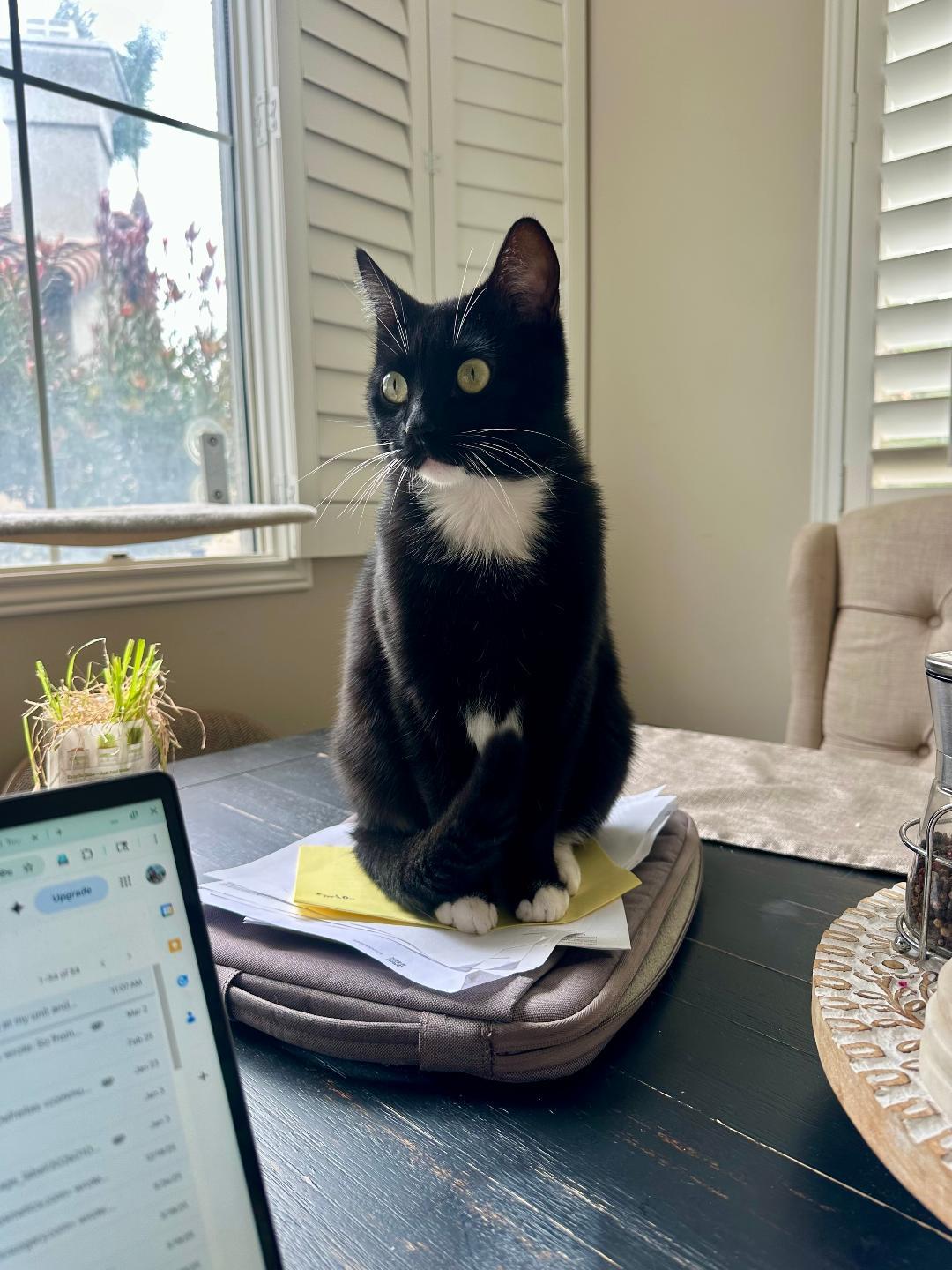 Sparky, ADOPTABLE, Young Male Domestic Short Hair.