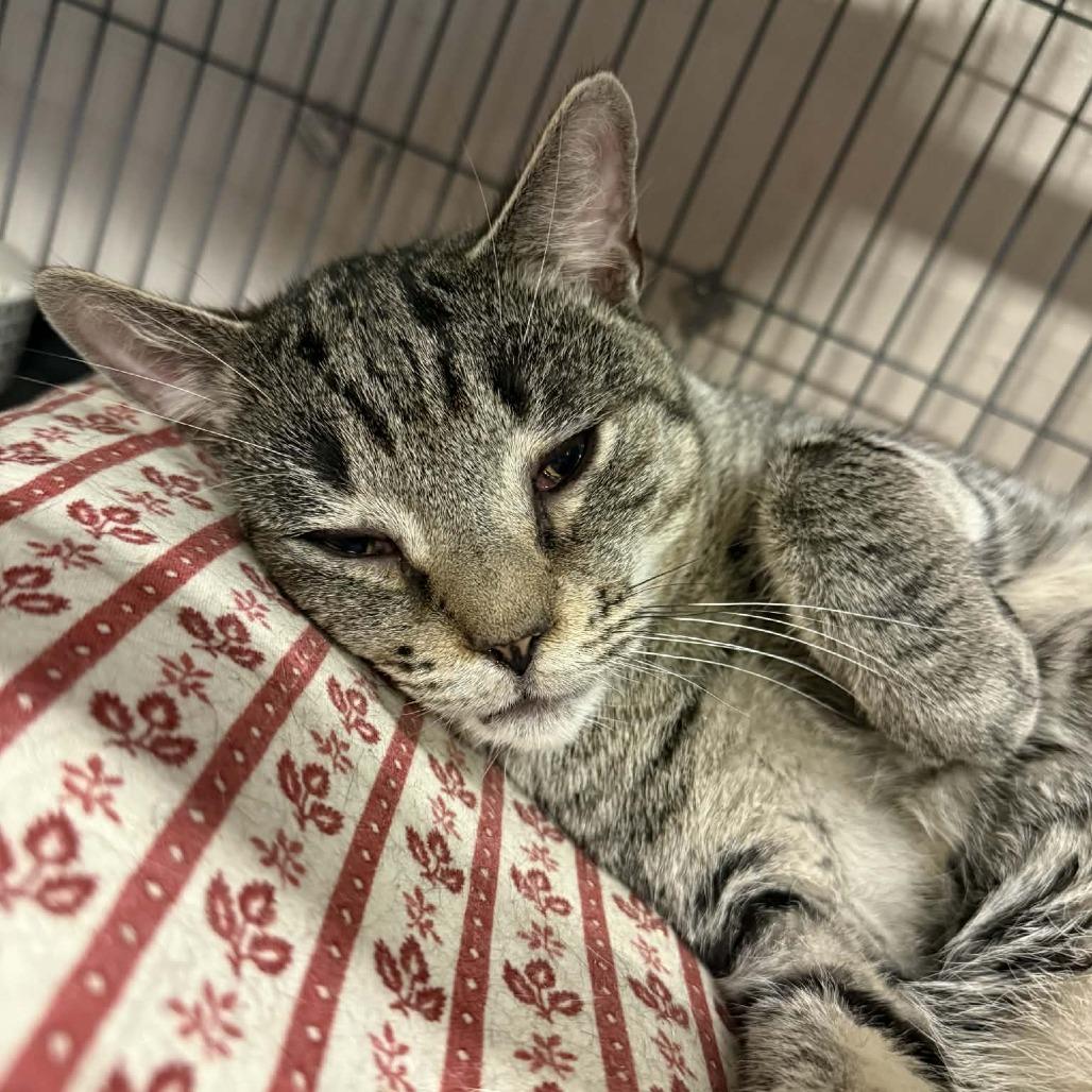 BeeBop, Adoptable, Adult Male Domestic Short Hair.