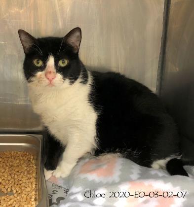 Enlarge Barbara IN FOSTER, a Adoptable Domestic Short Hair in New Orleans, LA image 1/1