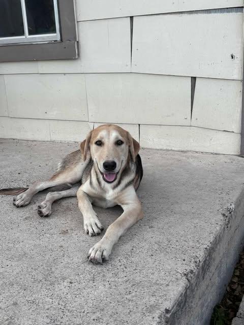 Enlarge Tulip, a Adoptable mixed breed in Bayonne, NJ image 4/6