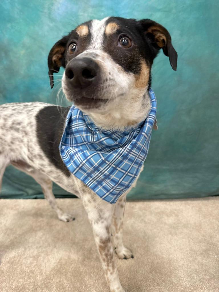 Speckles, Adoptable, Adult Male Mixed Breed.