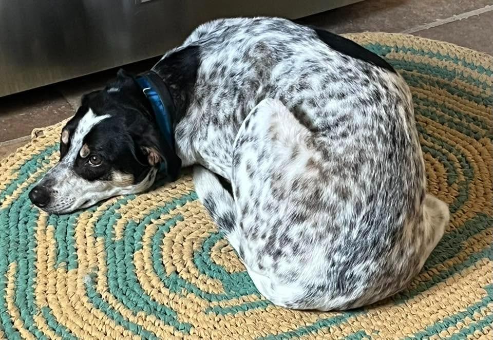 Speckles, Adoptable, Adult Male Mixed Breed.