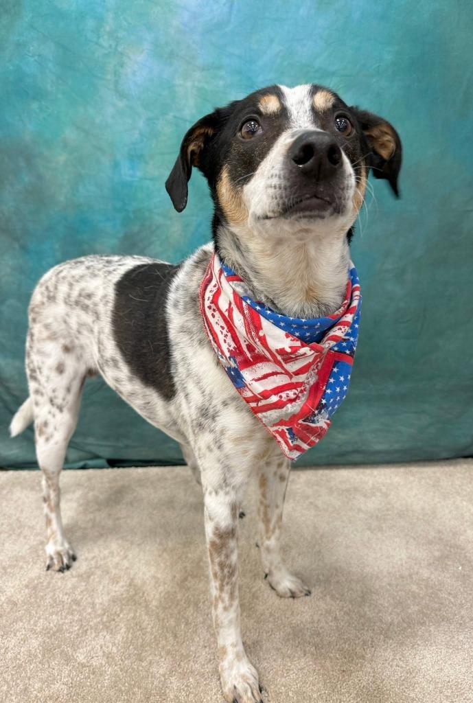 Speckles, a Adoptable mixed breed in Fond Du Lac, WI image 2/6