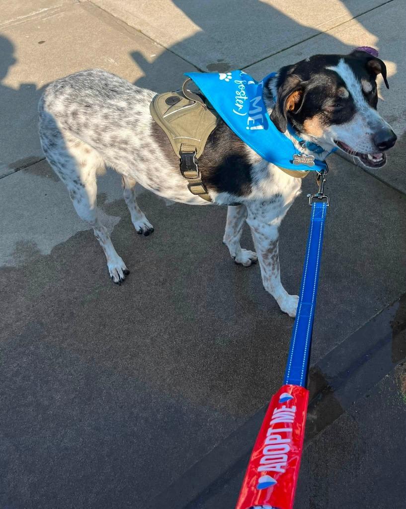 Speckles, a Adoptable mixed breed in Fond Du Lac, WI image 3/6