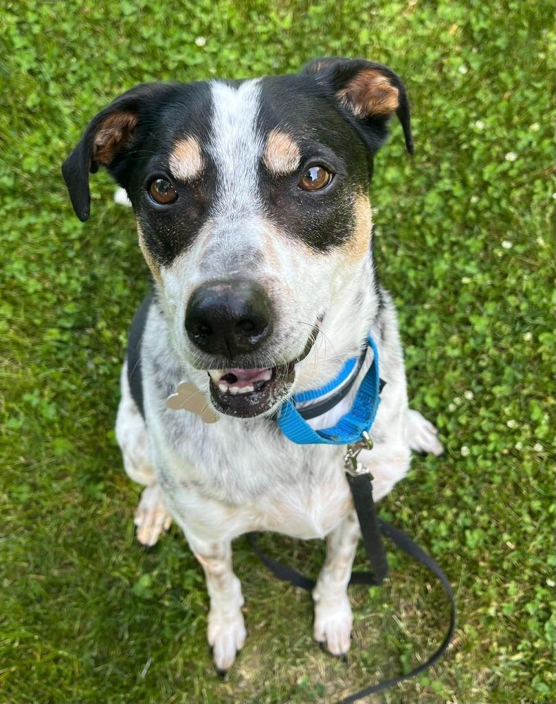 Speckles, Adoptable, Adult Male Mixed Breed.