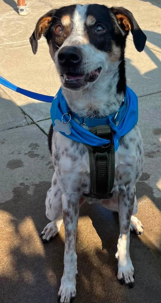 Speckles, a Adoptable mixed breed in Fond Du Lac, WI image 5/6