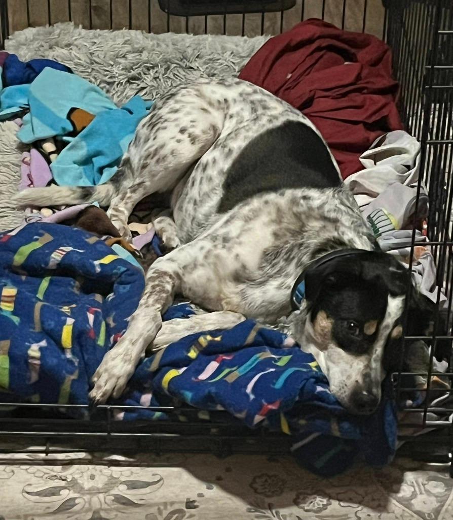 Speckles, a Adoptable mixed breed in Fond Du Lac, WI image 2/3