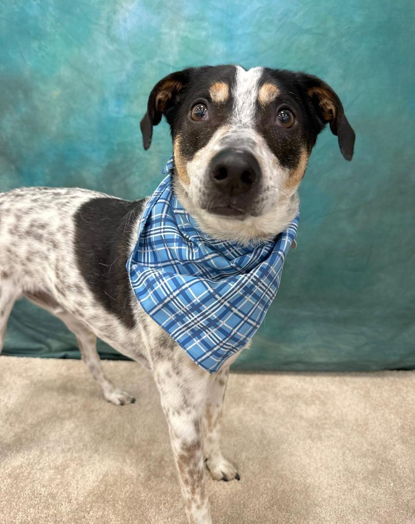 Speckles, a Adoptable mixed breed in Fond Du Lac, WI image 6/6