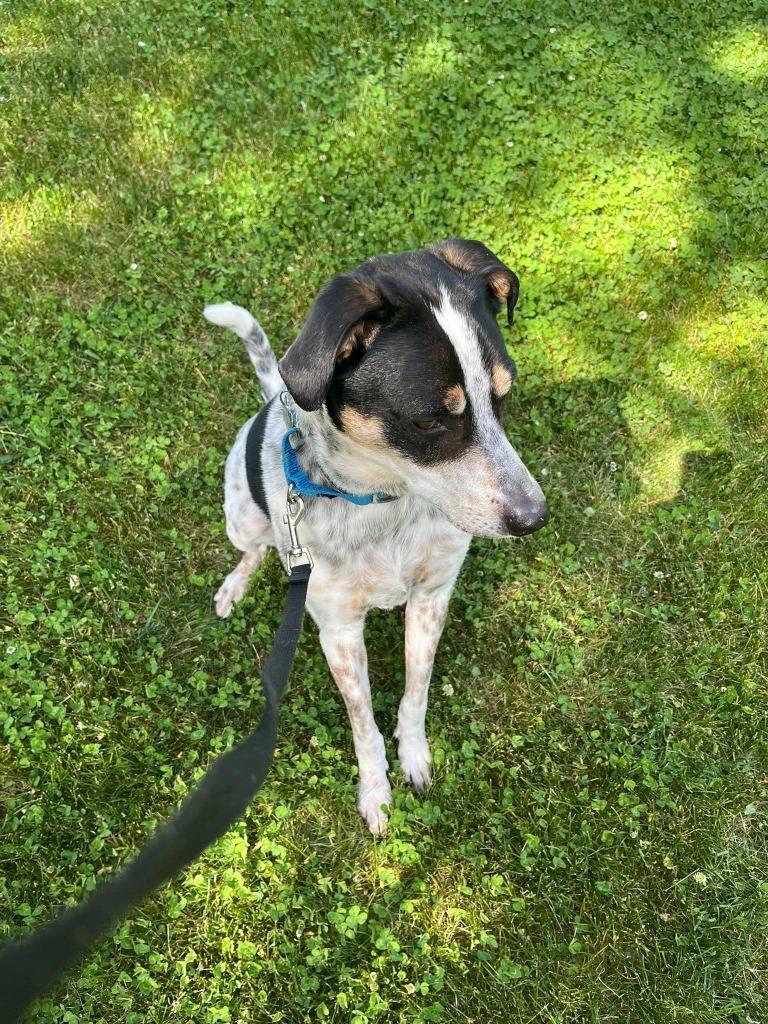 Speckles, a Adoptable mixed breed in Fond Du Lac, WI image 3/3
