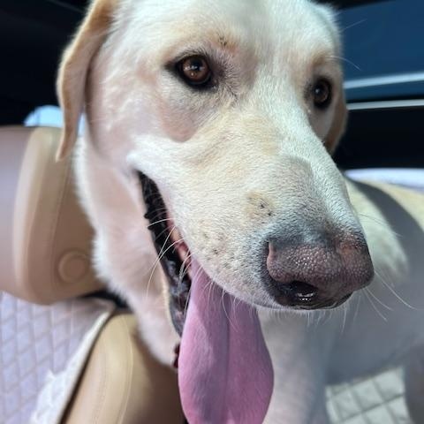 Daiquiri, Adopted, Adult Male Labrador Retriever & Pyrenean Shepherd.