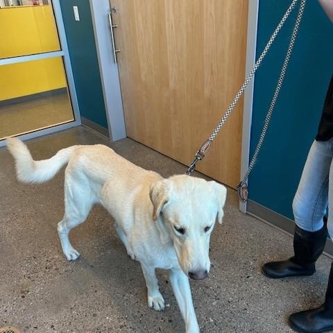 Enlarge Daiquiri, a Adopted mixed breed in Mayer, AZ image 4/4