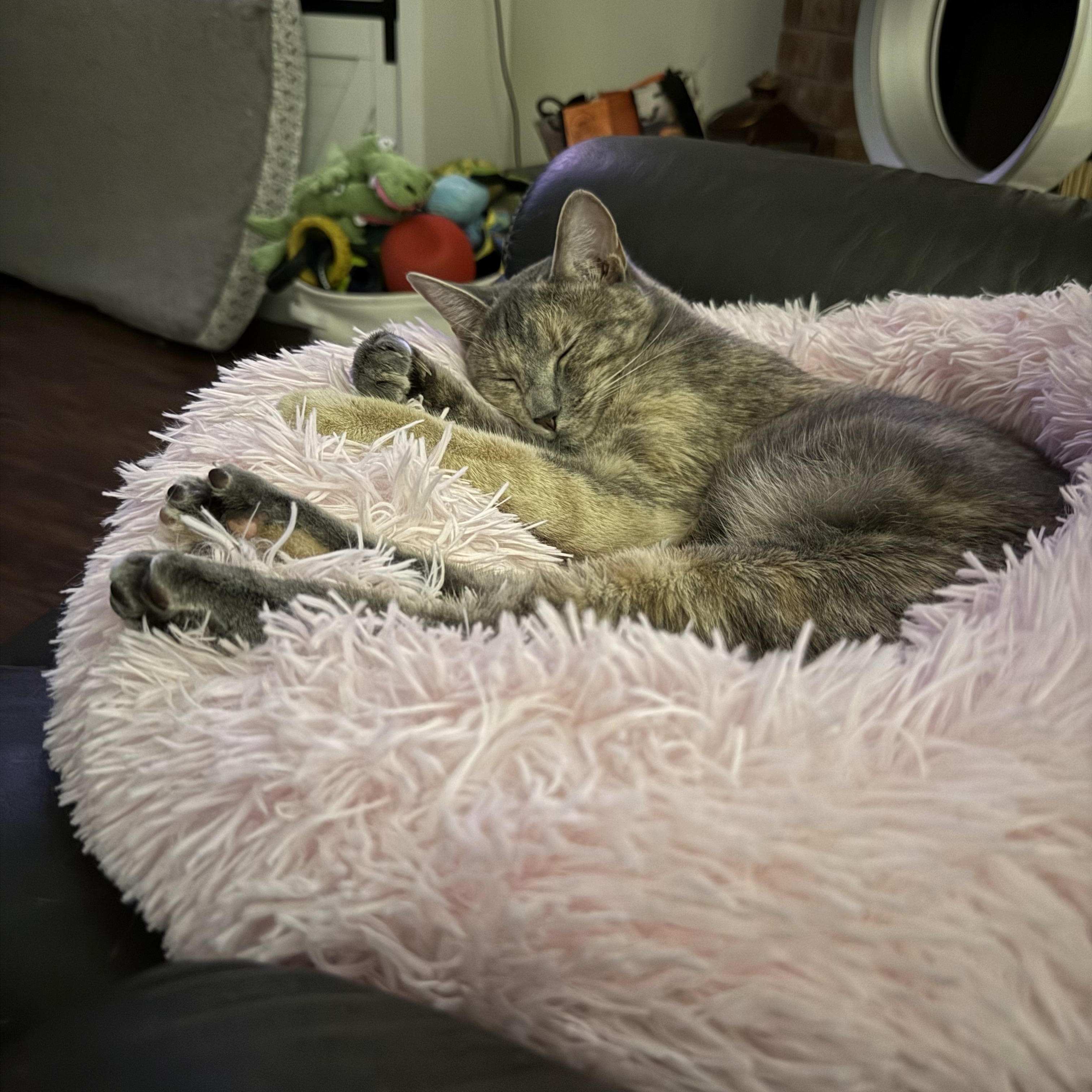 Enlarge Sarsparilla aka Sassy, a Adoptable American Shorthair in Austin, TX image 4/5