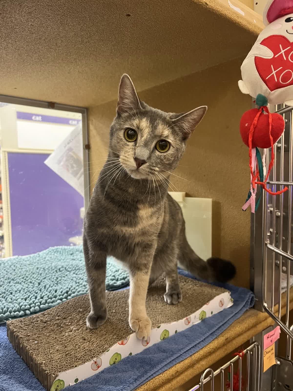 Sarsparilla aka Sassy