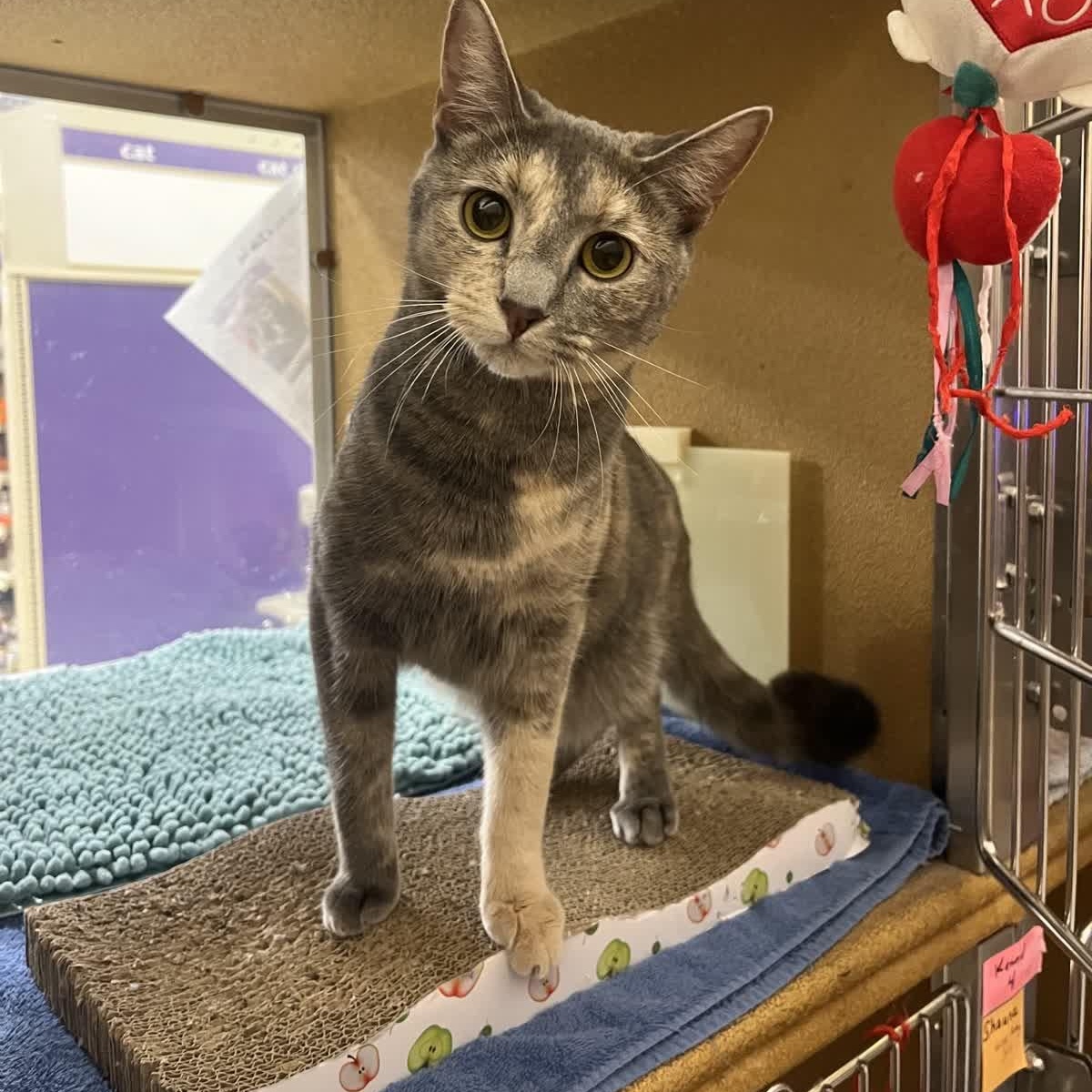 Enlarge Sarsparilla aka Sassy, a Adoptable American Shorthair in Austin, TX image 1/5