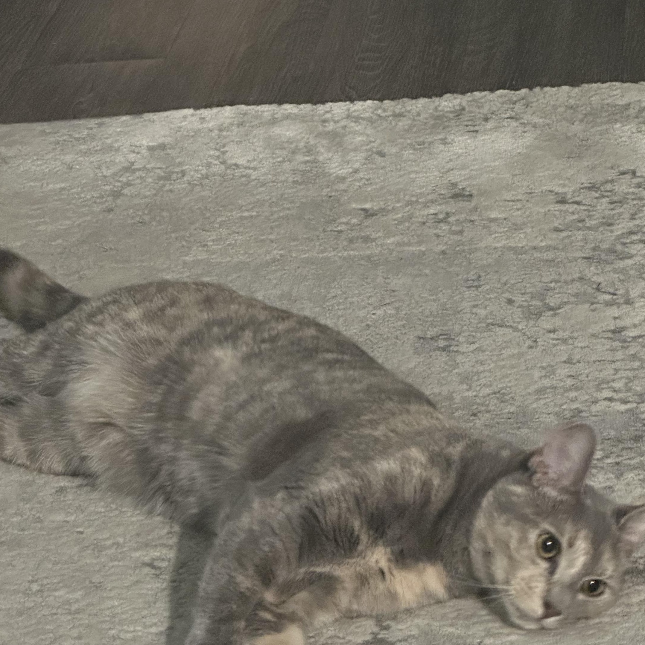 Enlarge Sarsparilla aka Sassy, a Adoptable American Shorthair in Austin, TX image 5/5