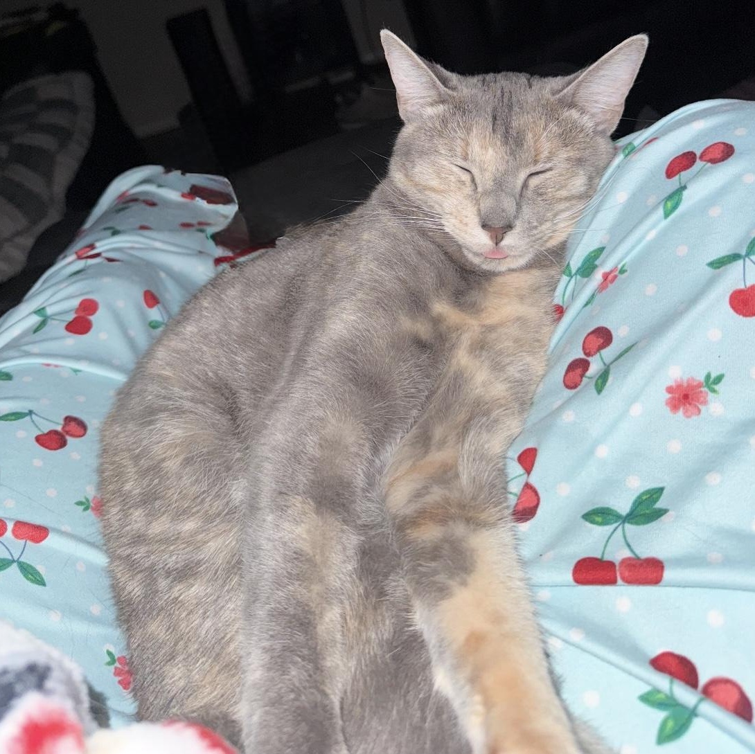 Enlarge Sarsparilla aka Sassy, a Adoptable American Shorthair in Austin, TX image 3/5