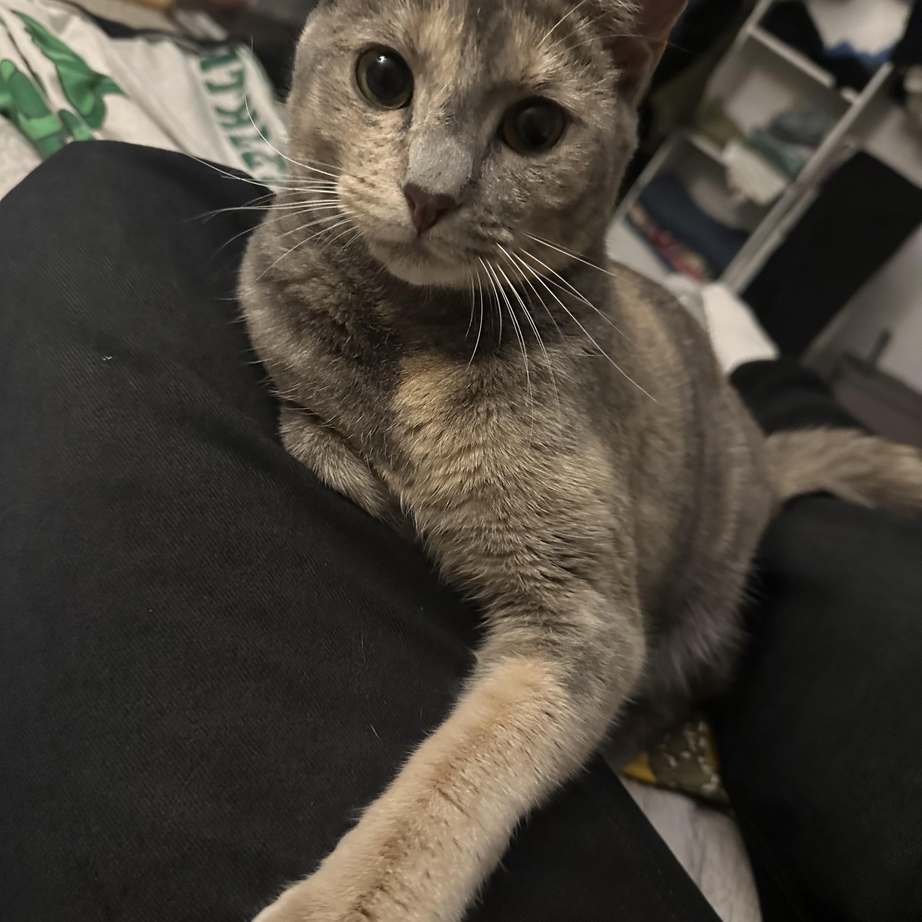 Sarsparilla aka Sassy, Adoptable, Adult Female American Shorthair.