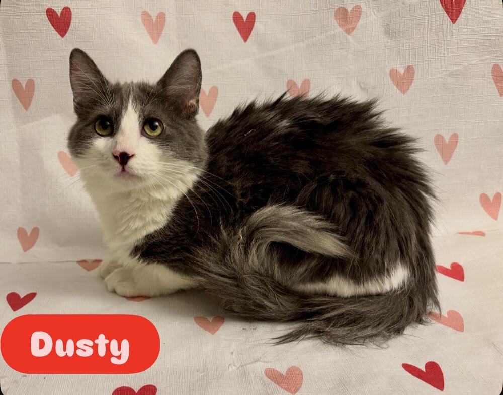 Dusty, Adoptable, Kitten Male Domestic Long Hair.