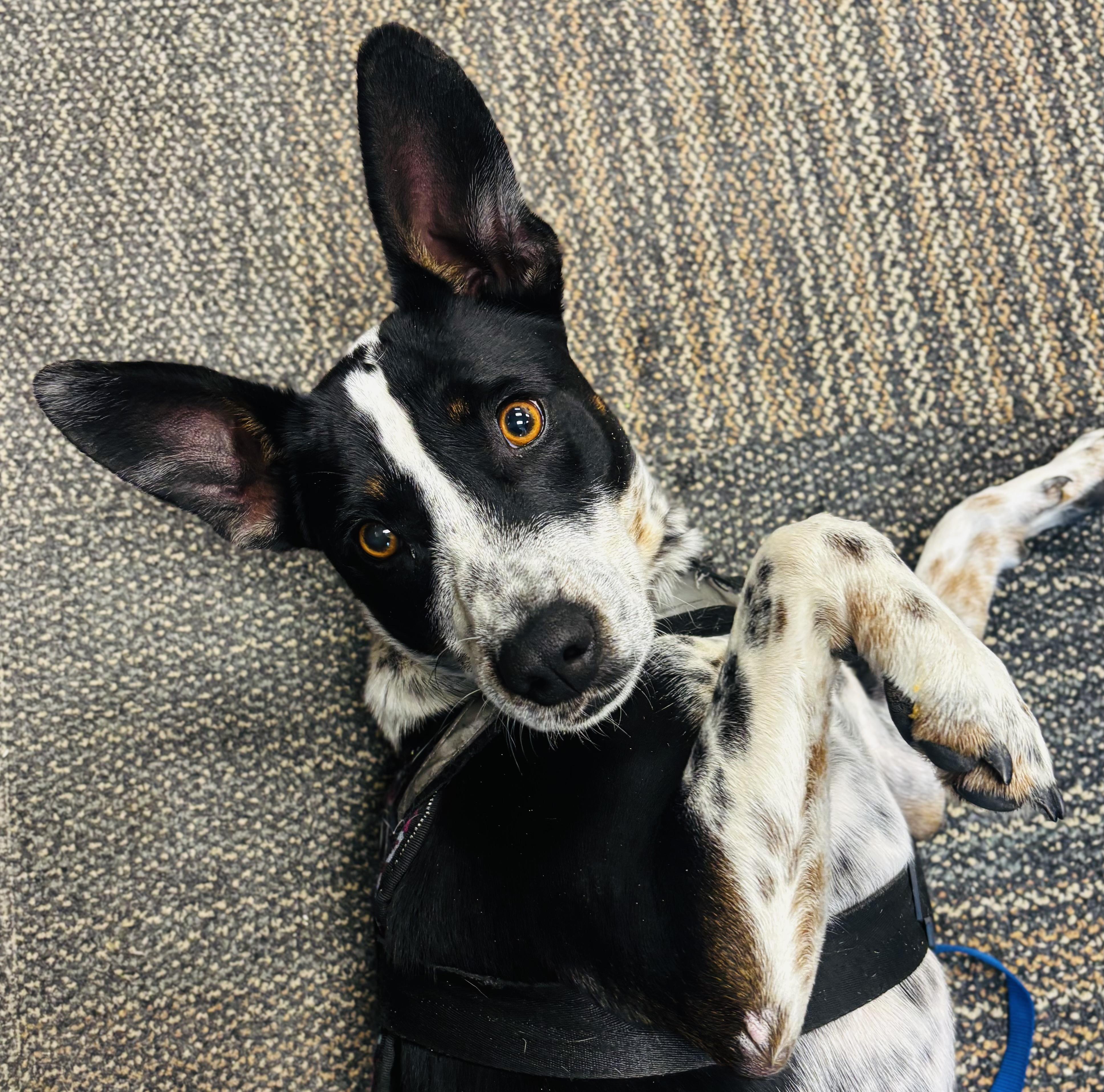 Enlarge Chip, a ADOPTABLE mixed breed in Council Bluffs, IA image 1/1