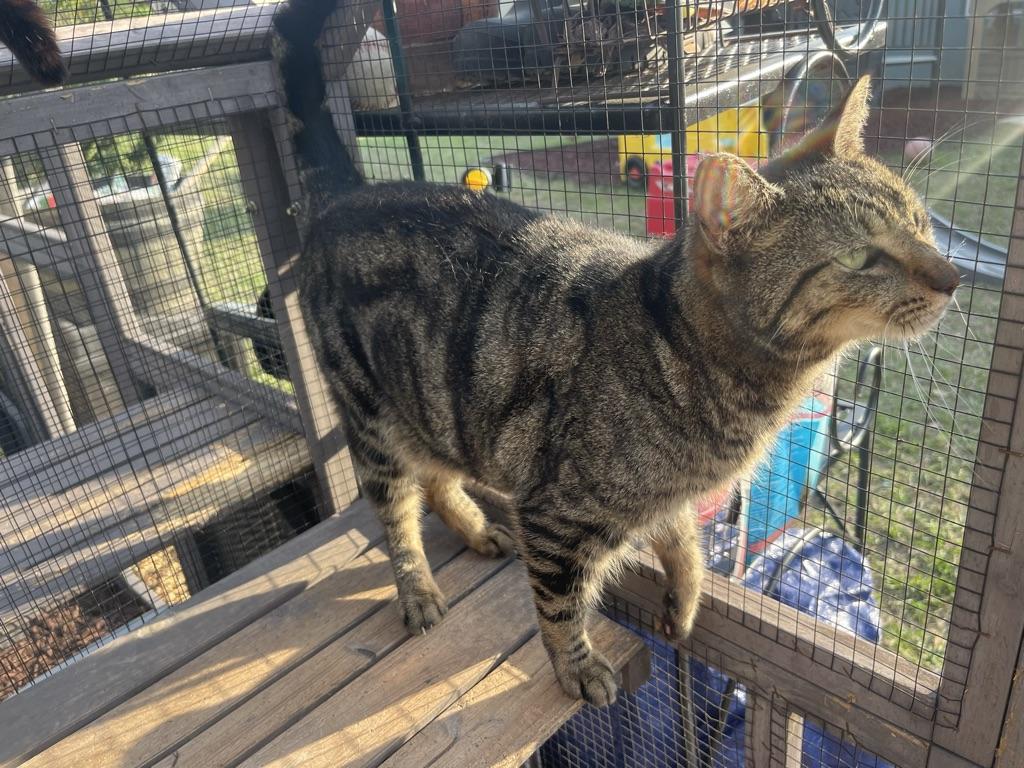 Enlarge Shiloh, a Adoptable mixed breed in Maitland, FL image 3/3