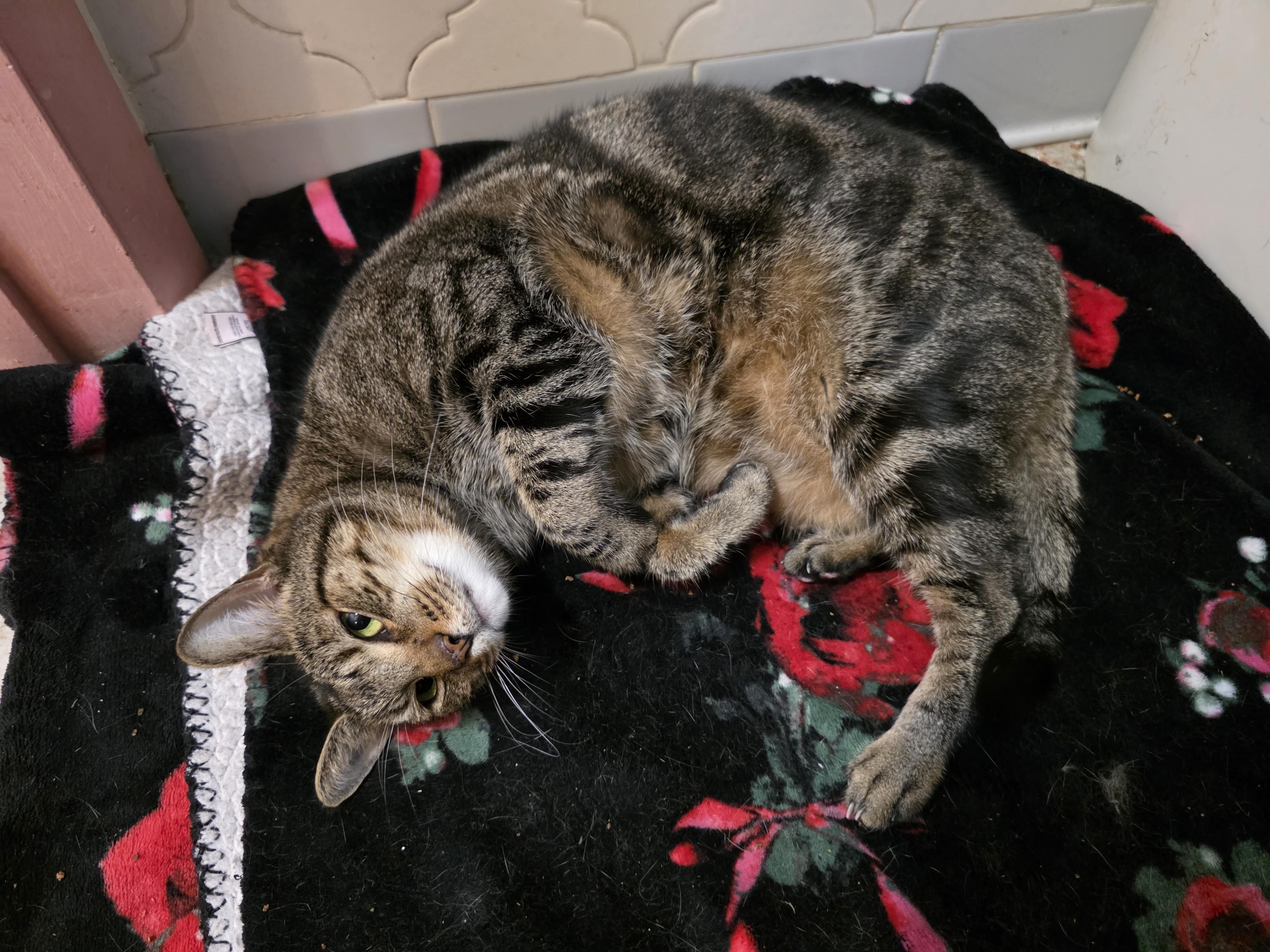 Shiloh, Adoptable, Adult Female Tabby & Abyssinian.