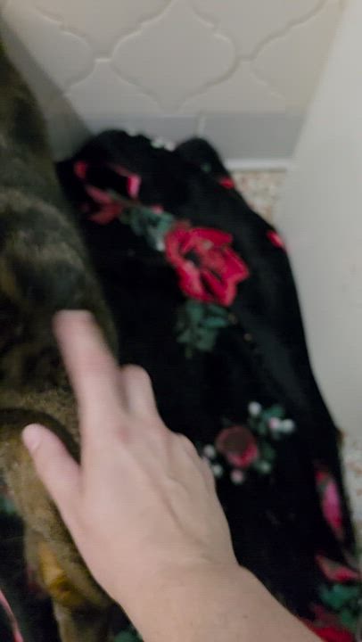 Enlarge Shiloh, a Adoptable mixed breed in Maitland, FL video 2/3