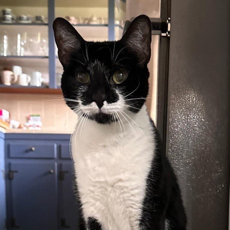 Stardust, Adoptable, Adult Female Domestic Short Hair.