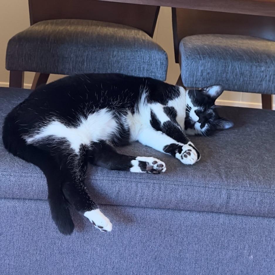 Enlarge Stardust, a Adoptable Domestic Short Hair in Houston, TX image 2/6
