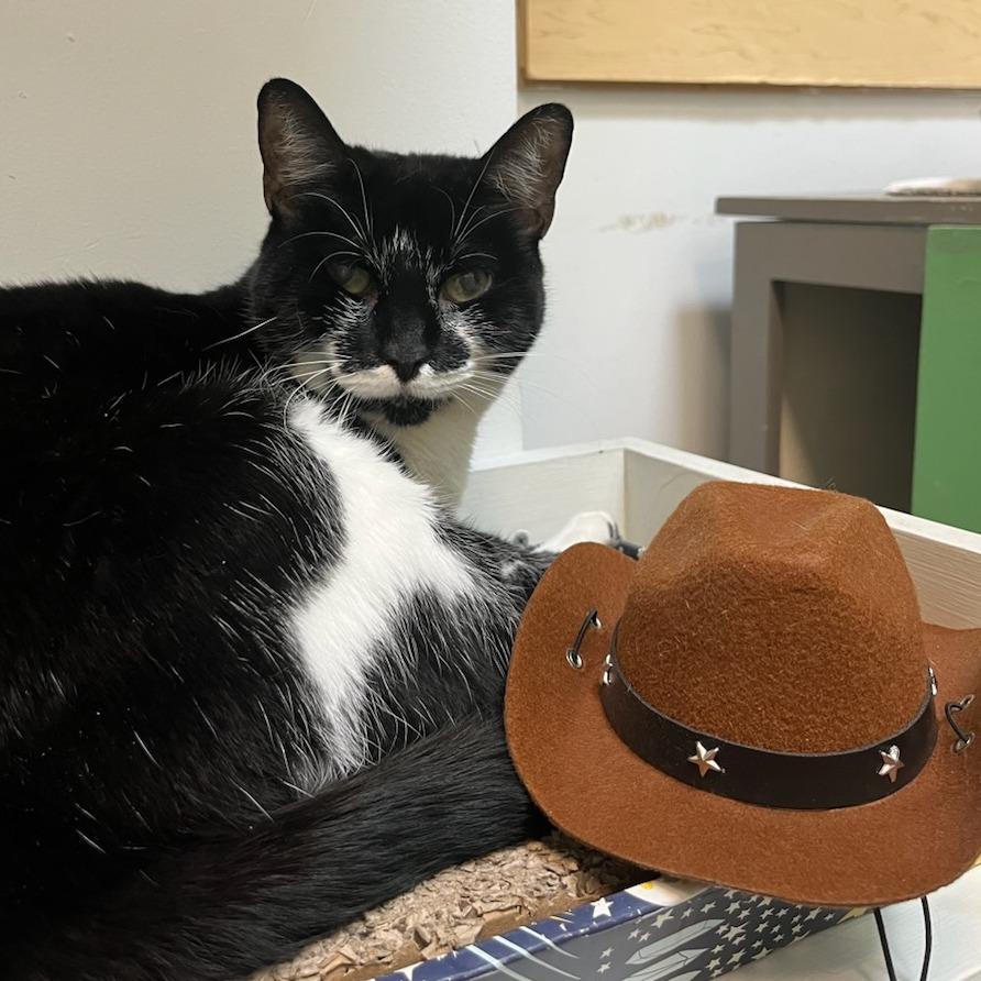 Enlarge Stardust, a Adoptable Domestic Short Hair in Houston, TX image 3/6