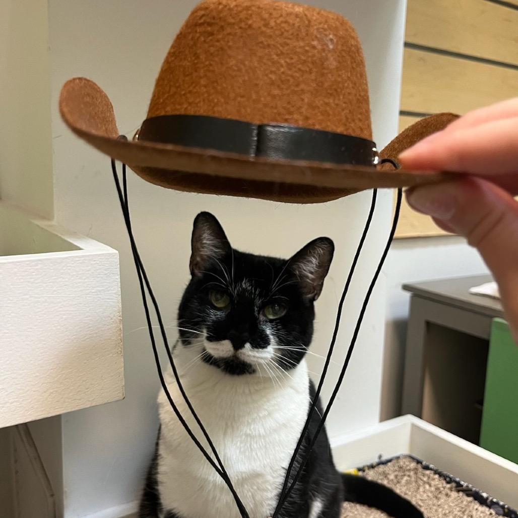 Enlarge Stardust, a Adoptable Domestic Short Hair in Houston, TX image 4/6