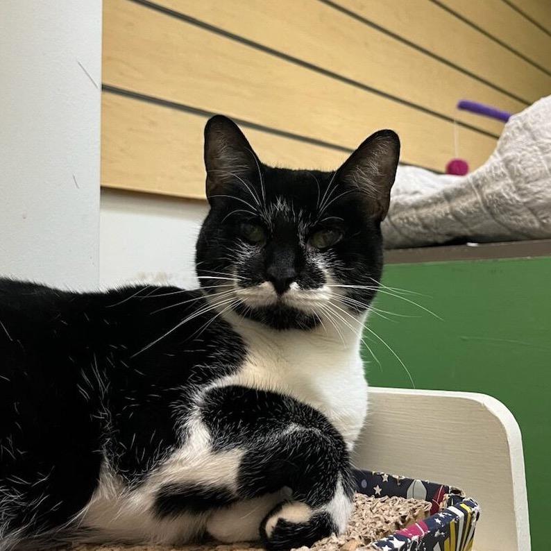 Enlarge Stardust, a Adoptable Domestic Short Hair in Houston, TX image 5/6