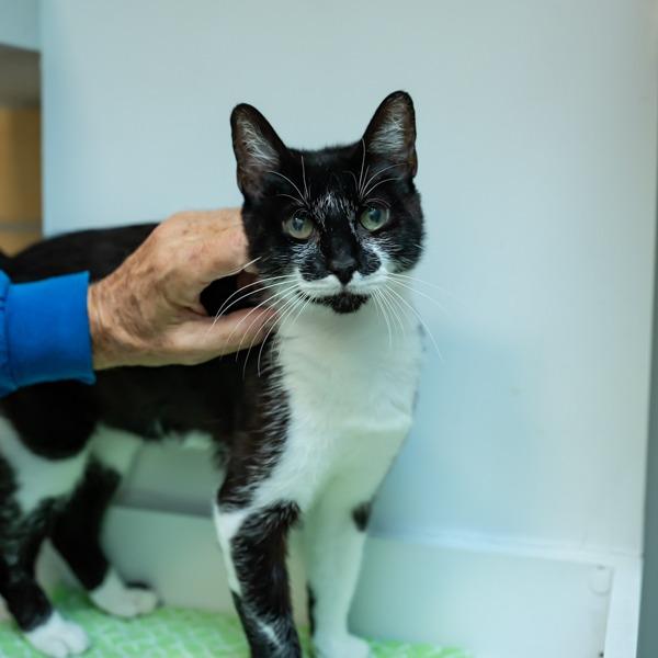 Enlarge Stardust, a Adoptable Domestic Short Hair in Houston, TX image 6/6