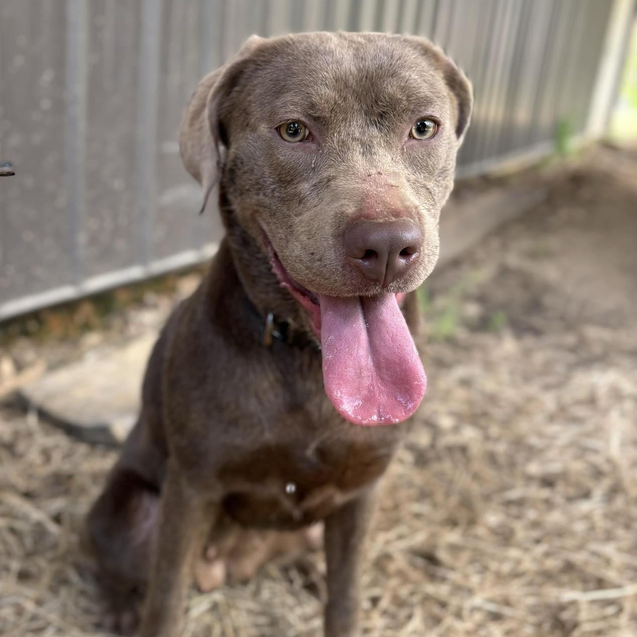 Sybbie, a Adoptable mixed breed in Manchester, NH image 1/5