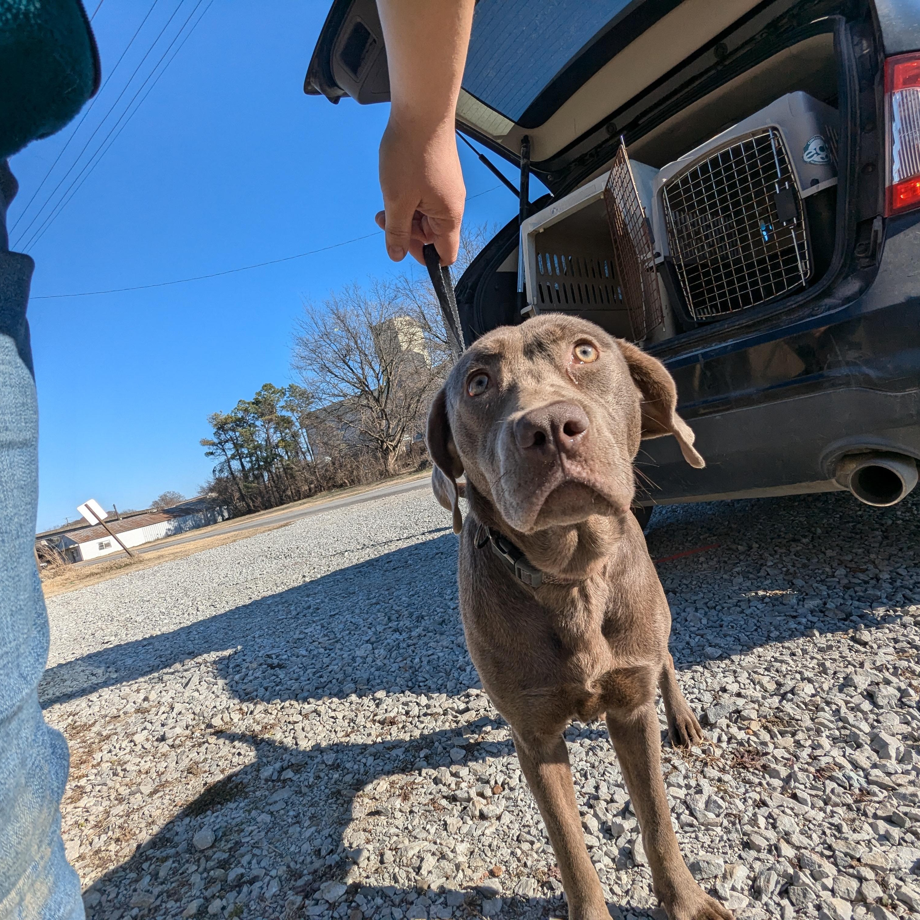 Sybbie, a Adoptable mixed breed in Manchester, NH image 2/5