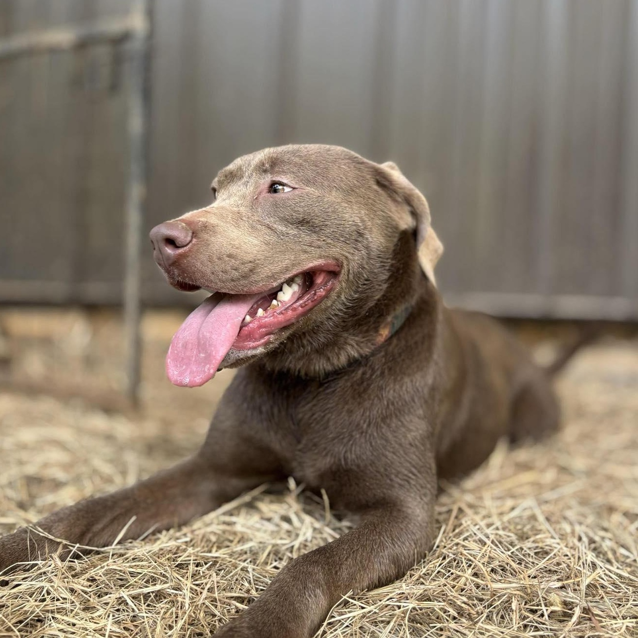 Sybbie, a Adoptable mixed breed in Manchester, NH image 3/5