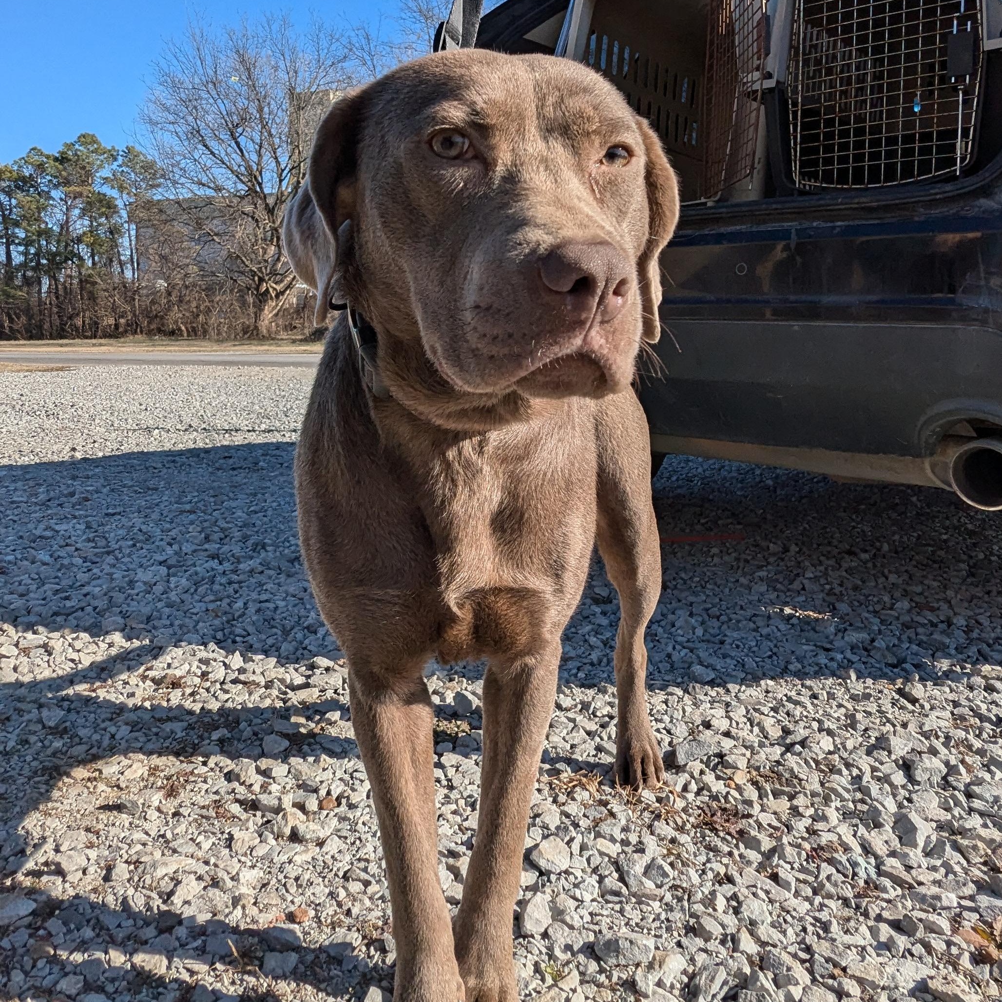 Sybbie, a Adoptable mixed breed in Manchester, NH image 4/5