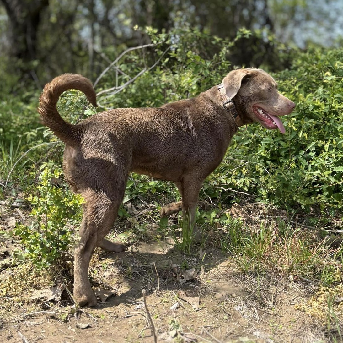 Sybbie, a Adoptable mixed breed in Manchester, NH image 5/5