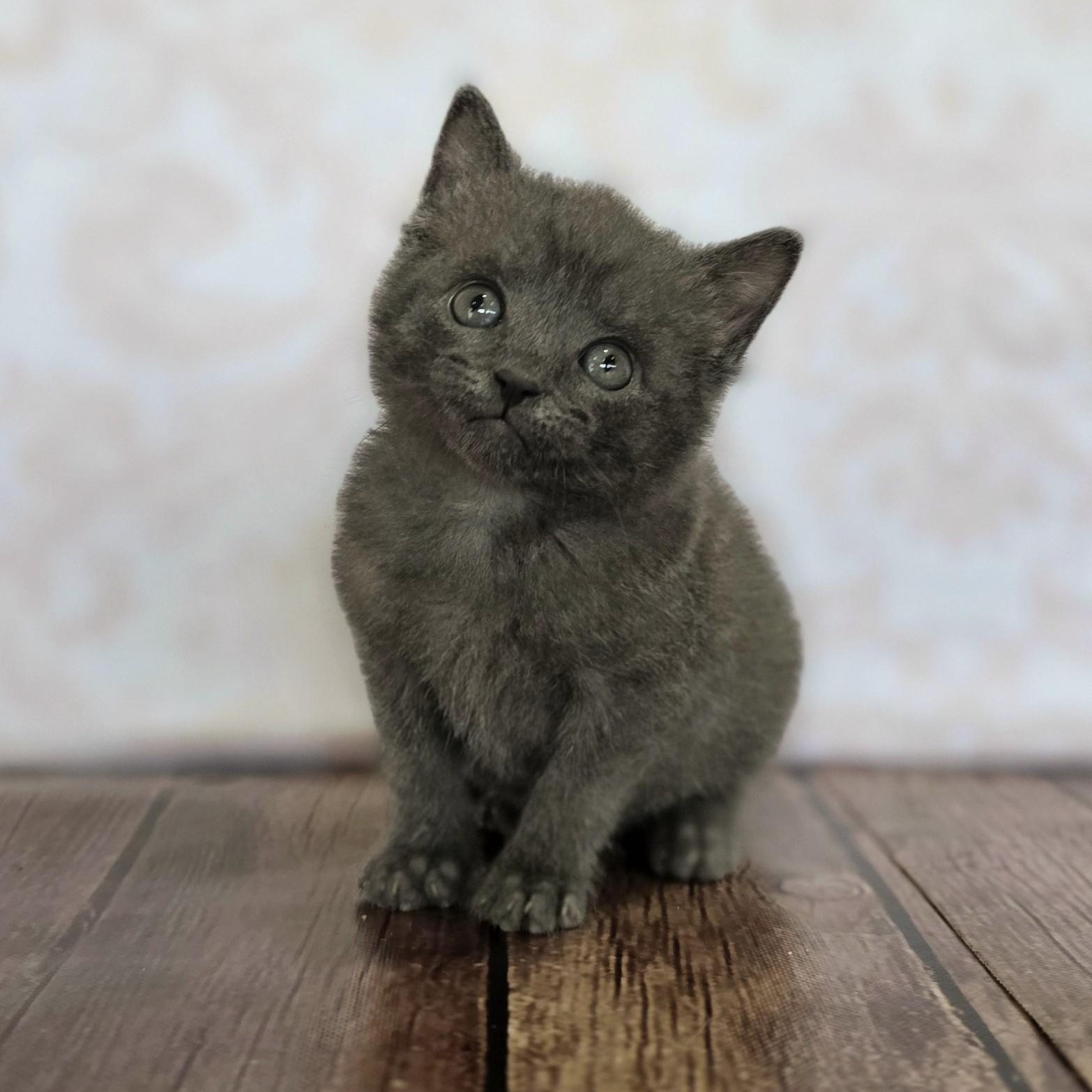 Gelato, adopted, Kitten Male Domestic Short Hair.