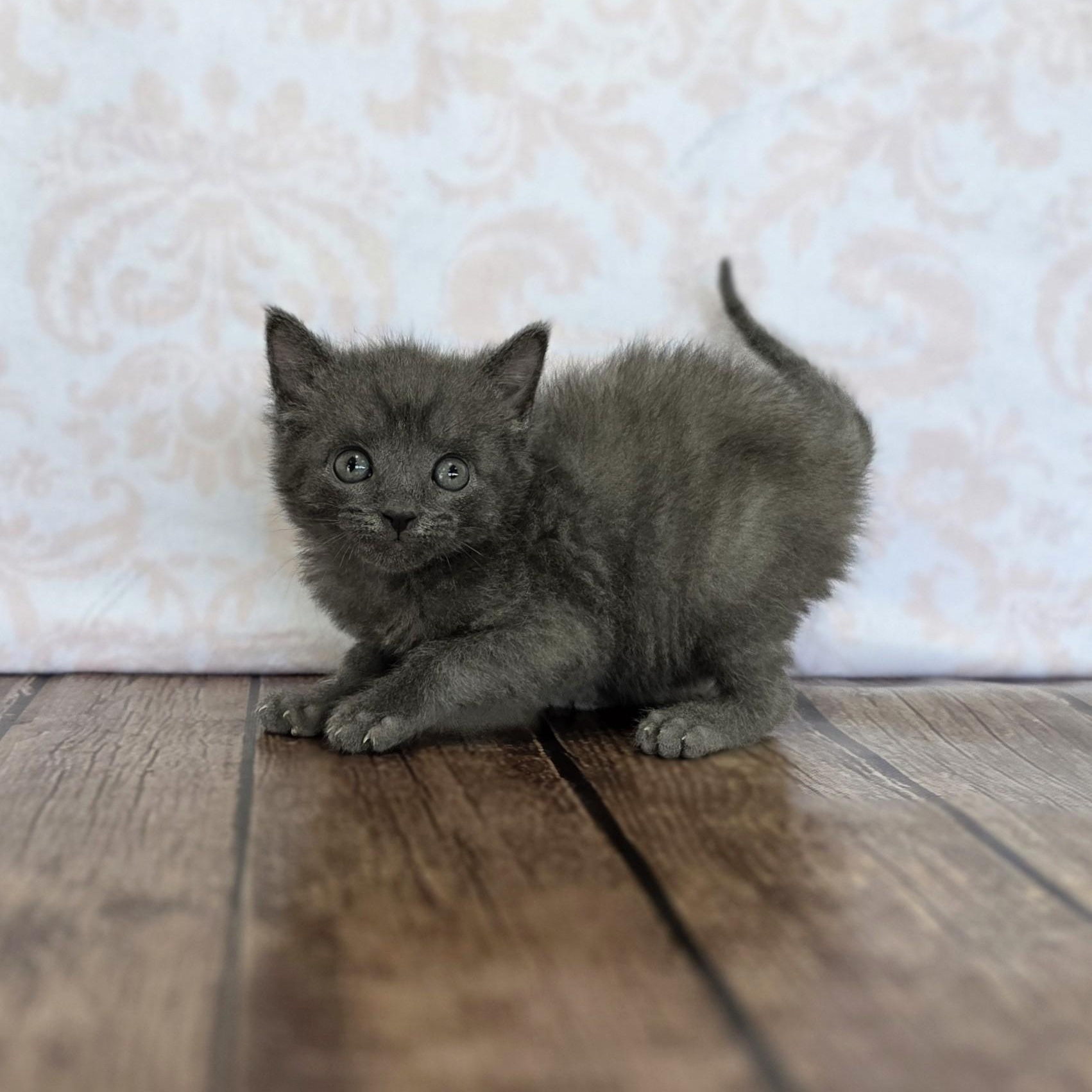 Gelato, an adopted Domestic Short Hair in Macomb Twp, MI image 4/6