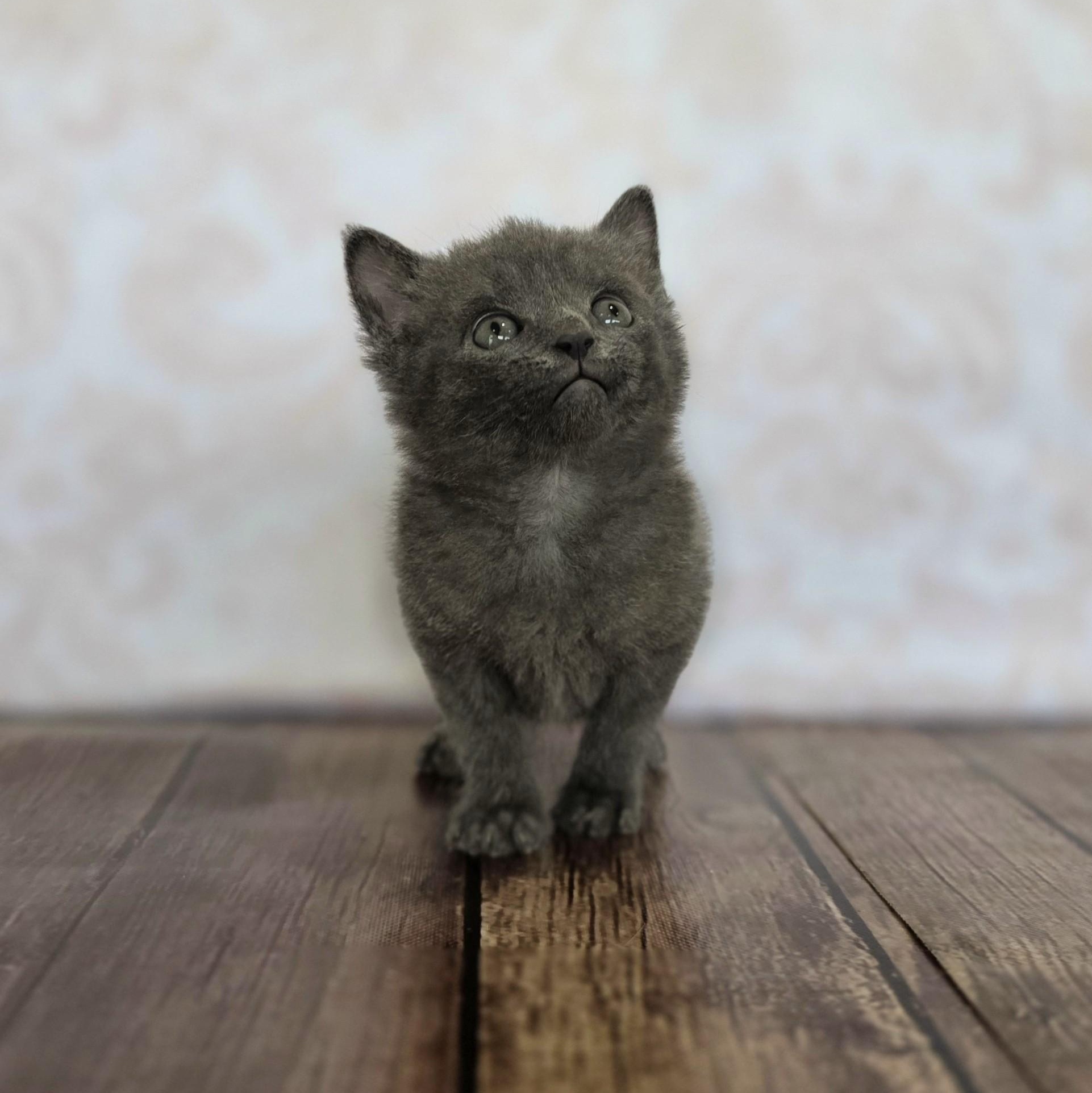 Gelato, an adopted Domestic Short Hair in Macomb Twp, MI image 3/6