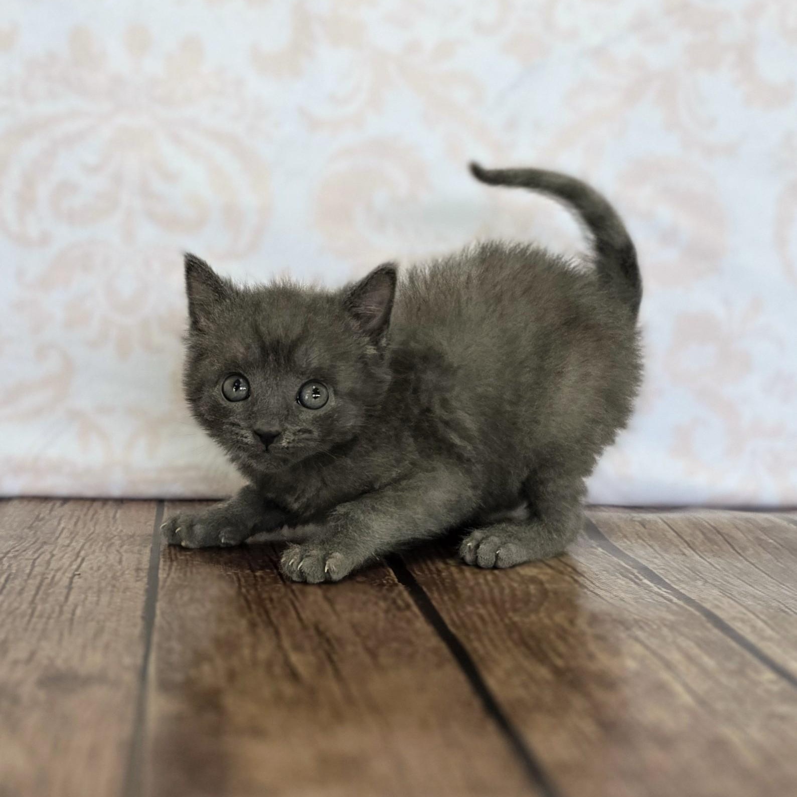 Gelato, an adopted Domestic Short Hair in Macomb Twp, MI image 2/6