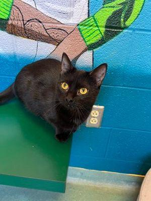Bonny, Adoptable, Adult Female Domestic Short Hair.