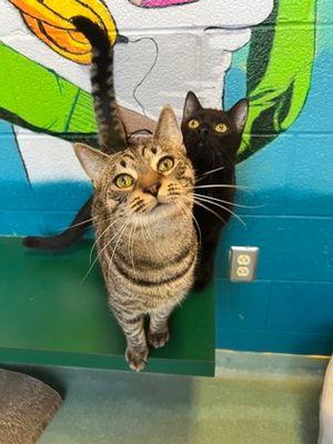 Enlarge Bonny, a Adoptable Domestic Short Hair in Williamsport, PA image 2/3